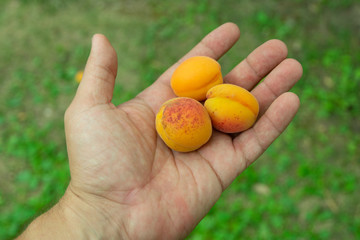 Male hands holding apricots in the garden