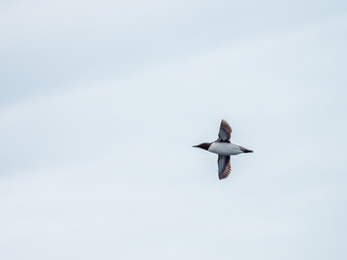 Guillemot (Uria aalge) Flying in the sky