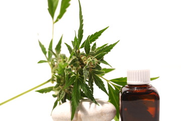 Medical marijuana cannabis cbd oil