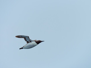 Guillemot (Uria aalge) Flying in the sky