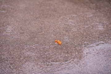 leave on wet asphalt road