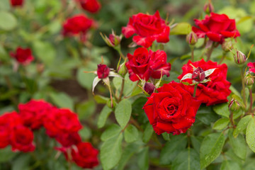 Red roses on a bush in the garden