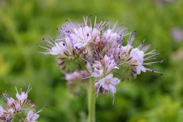 bee on flower