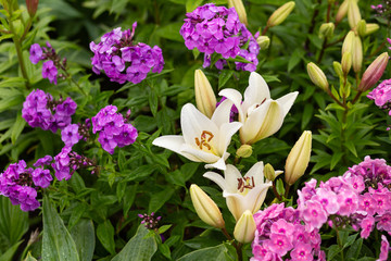 Obraz na płótnie Canvas White lilies and purple phloxes in drops of the rain. Summer garden