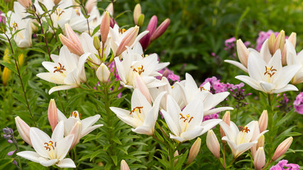 White lilies in drops of the rain in the summer garden. Full HD
