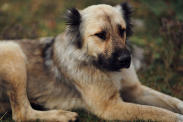 portrait of a dog