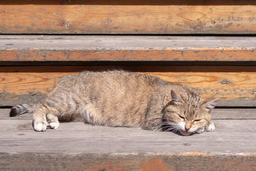 Cat on the porch of a wooden house made of logs.
