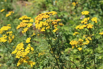 Yellow tansy flowers Tanacetum vulgare, common tansy, bitter button, cow bitter, or golden buttons in the green summer meadow.