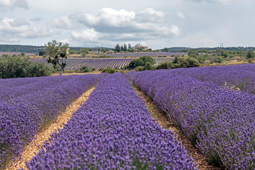 Fototapeta na wymiar Background with vibrant purple lavender fields at mountainous, late-blooming location in Provence, France