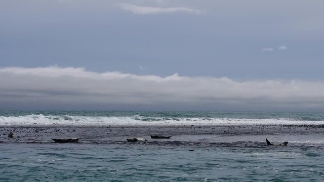 Ytri Tunga - Beach of seals, Iceland.