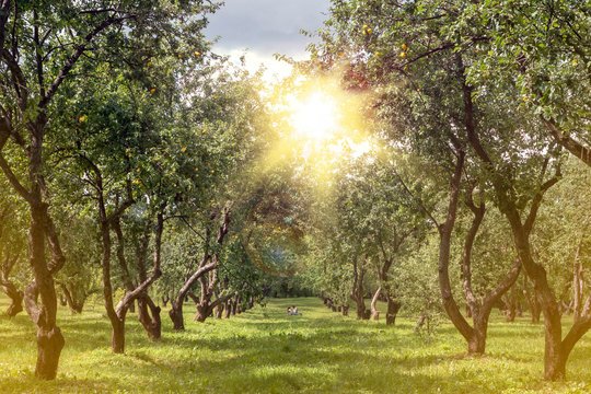 Alley Orchard, illuminated by the sun.