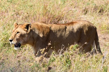 Lioness in the grass