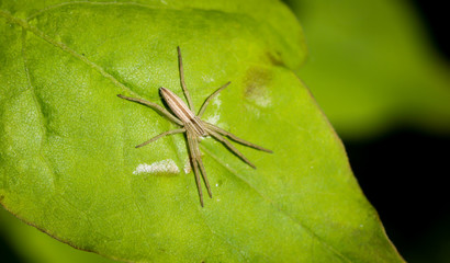 Listspinne (Pisaura mirabilis)