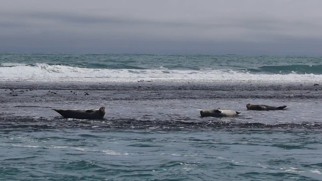 Ytri Tunga - Beach of seals, Iceland.