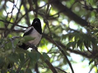 a beautiful magpie