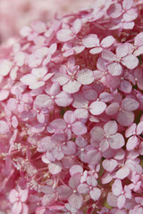 Blurred abstract nature background. Blurred shot of hydrangea flowers. Soft flowers texture. Blurred pink colors, abstract nature texture.