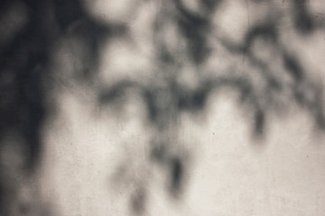 The shadow of a tree on a white wall of a building on a sunny day.