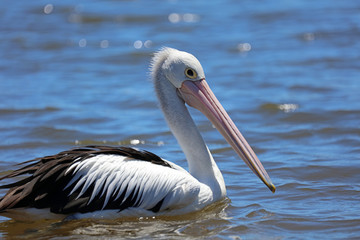 Pelikan in Australien