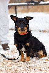black dog obediently performs winter training