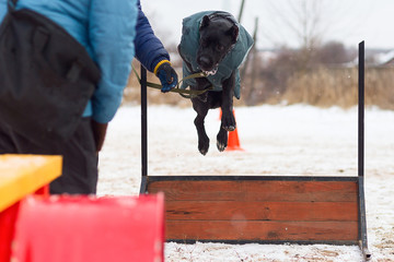 Cane Corso obediently performs winter training