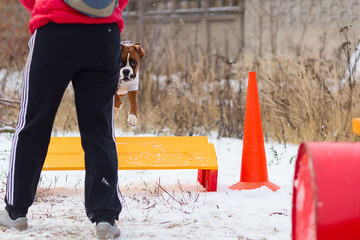 a big bulldog obediently performs in winter training