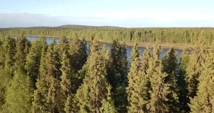 Aerial, drone shot, over finnish forest, towards the Tornionjoki river, on a sunny day, in Pello, Meri-Lappi, Lapland, Finland