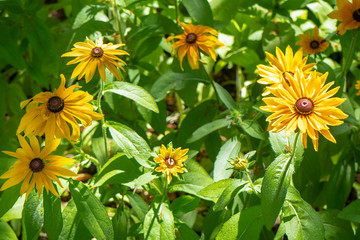 Margaritas amarillas en un jardín soleado