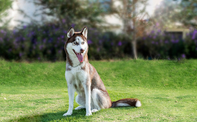 Siberian Husky, sitting on garden background