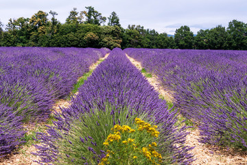 Obraz na płótnie Canvas Lavender lines covered in flowers on endless fields tainted in purple, Provence, South of France
