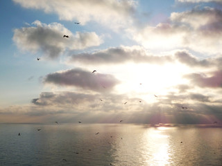 Seagulls flying over the sea