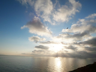 Seagulls flying over the sea