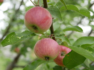 ripe apples on a branch with green leaves on a Sunny summer day. natural vitamin. healthy food. vegetarian food. apple orchard. fruit tree