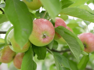 ripe apples on a branch with green leaves on a Sunny summer day. natural vitamin. healthy food. vegetarian food. apple orchard. fruit tree