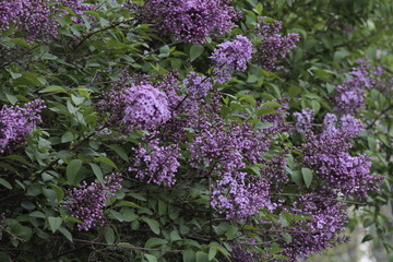 Obraz premium Revived nature and lilacs blooming in the garden.