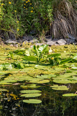Image of Karl Heine canal with water lilies, birds and insects in Leipzig between city and Lindenau harbor.