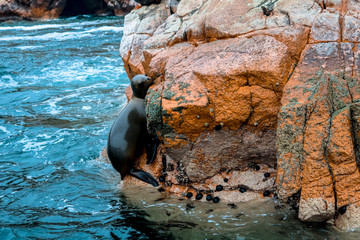 Perú - Paracas - Islas Ballestas - Foca - Roca - Mar