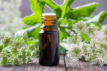 A dark bottle of essential oil with angelica plant