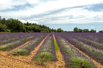 Fototapeta na wymiar Lavender lines covered in flowers on endless fields tainted in purple, Provence, South of France