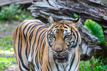 The tiger that lives in the natural forest is waiting to eat meat. Wildlife scene with danger animal.