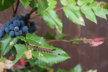 caterpillar - lagarta