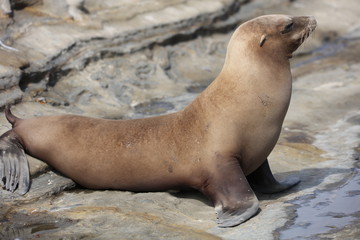 California sea lion