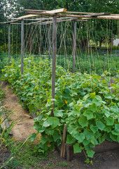 green cucumbers growing in garden and tied with a rope