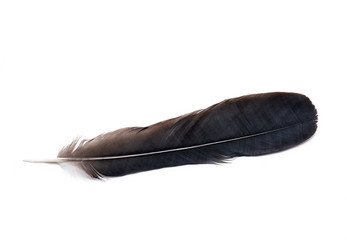 Top View of Black Feather isolated on white Background feather of a bird on a white