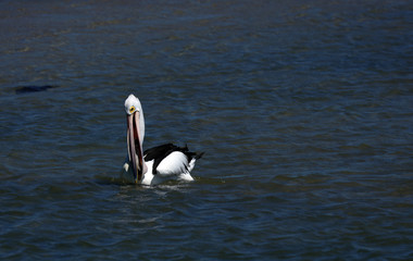 Pelikan in Australien
