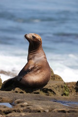 California sea lion