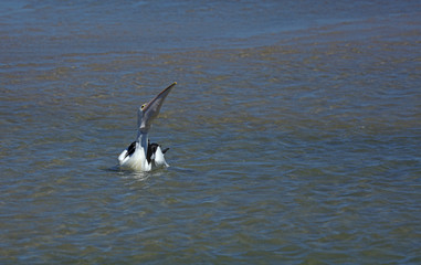 Pelikan in Australien