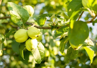 Green apples on a tree branch. Gardening. Fruits. Apple harvest.