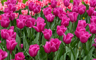 A magical landscape of pink tulip flowers in the fields in Holland. Flower background.