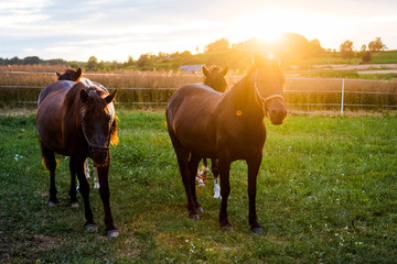 konie huculskie polska malopolska zabierzow nielepice © Tomasz