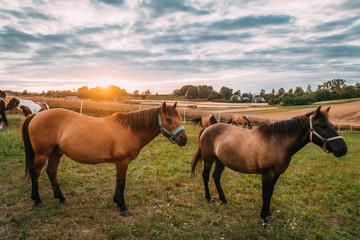 konie huculskie polska malopolska zabierzow nielepice © Tomasz